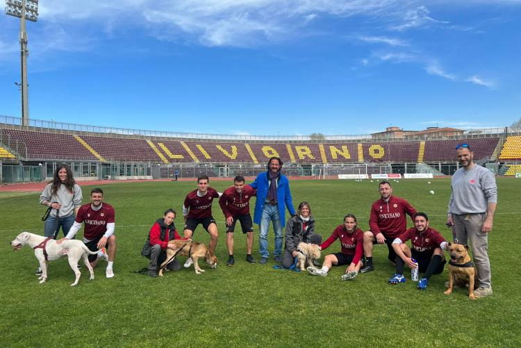 cani allo stadio