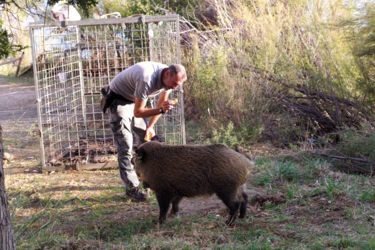 Cinghiale nel parcheggio del ristorante Il Romito