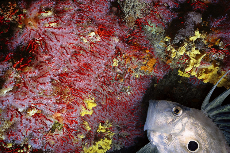 Foto di Stefano Guerrieri (corallo e pesce)