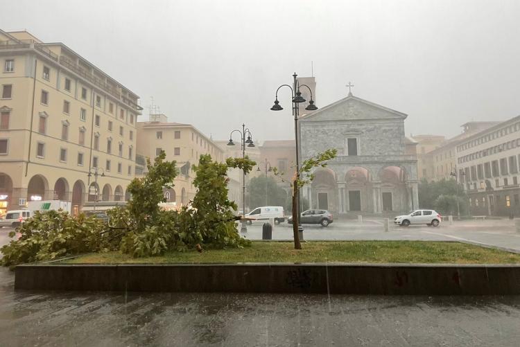 Foto dell'albero spezzato in piazza Grande