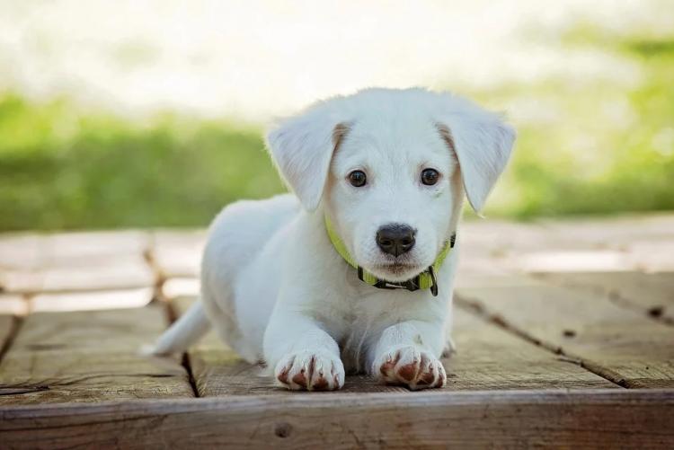 Cucciolo di cane