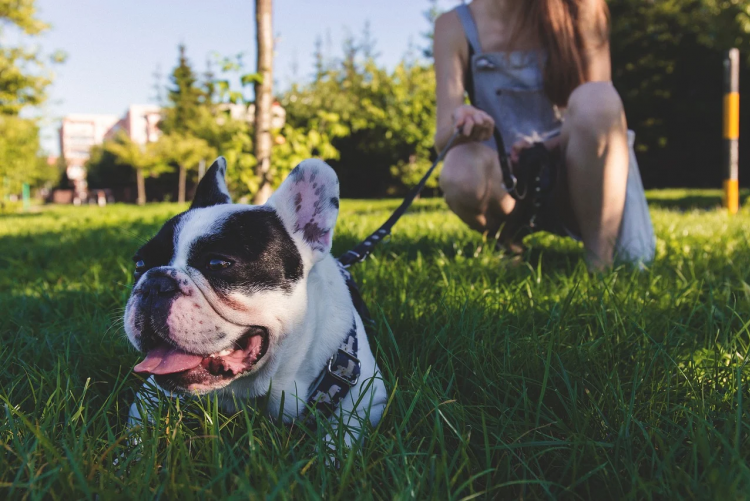 immagine di un cane al guinzaglio