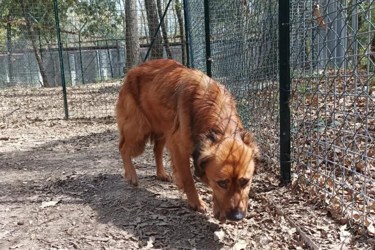 Foto del cane trovato in via Paoli