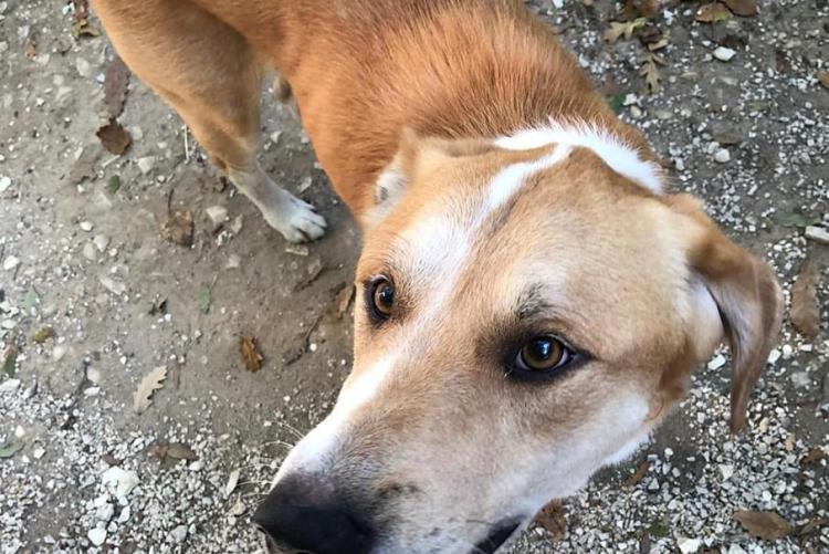 Foto del cane trovato in via Bixio