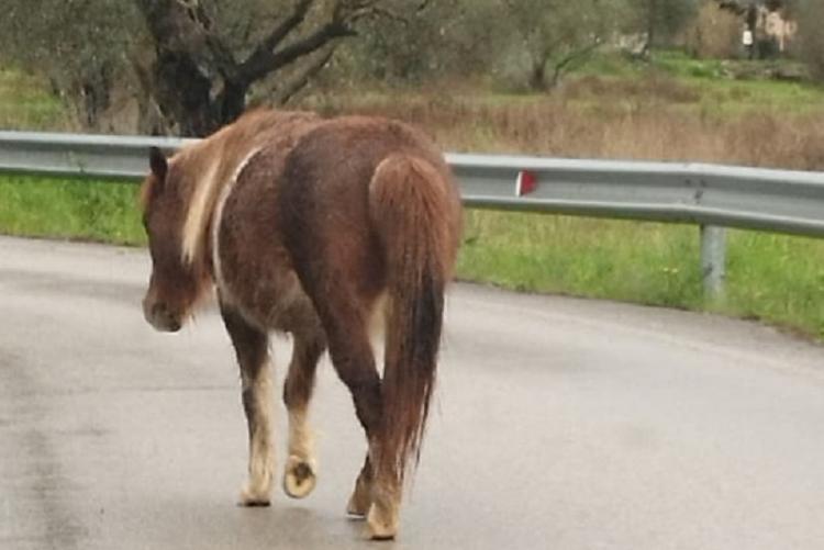Foto del cavallino smarrito