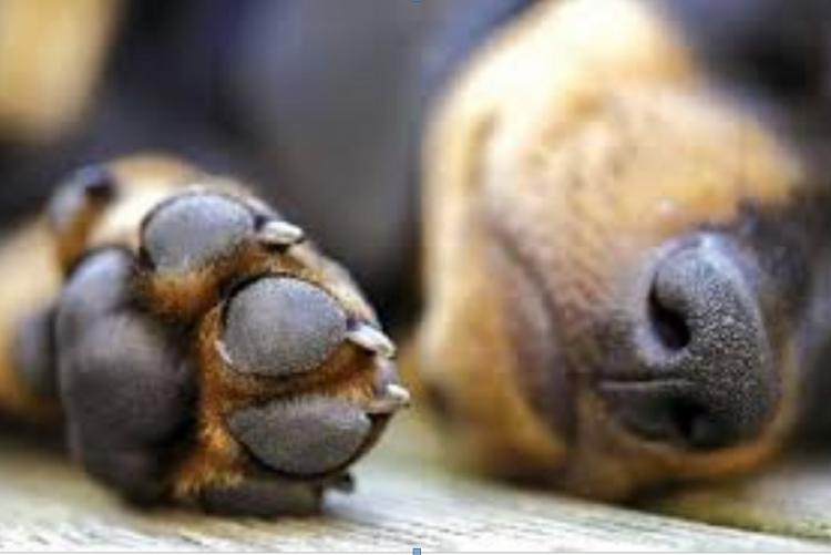 Foto di un cane sdraiato