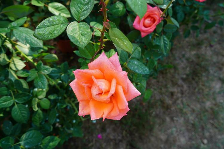 rose - immagine tratta dal sito di Harborea