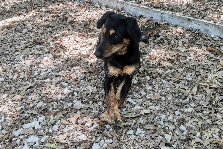 Foto del cane meticcio trovato in via di Popogna