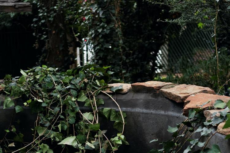 Foto di Annari du Plessis da Pexels