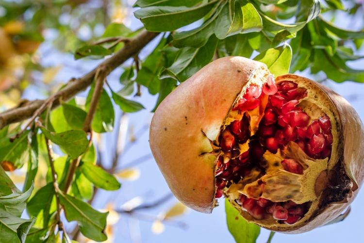 Melograno - Foto di Oleksandr Pidvalnyi da Pexels