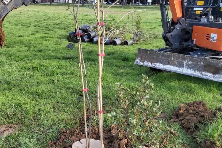 foto della messa a dimora degli alberi