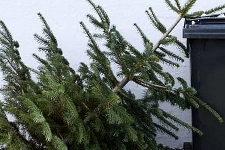 immagine di un albero di natale da smaltire