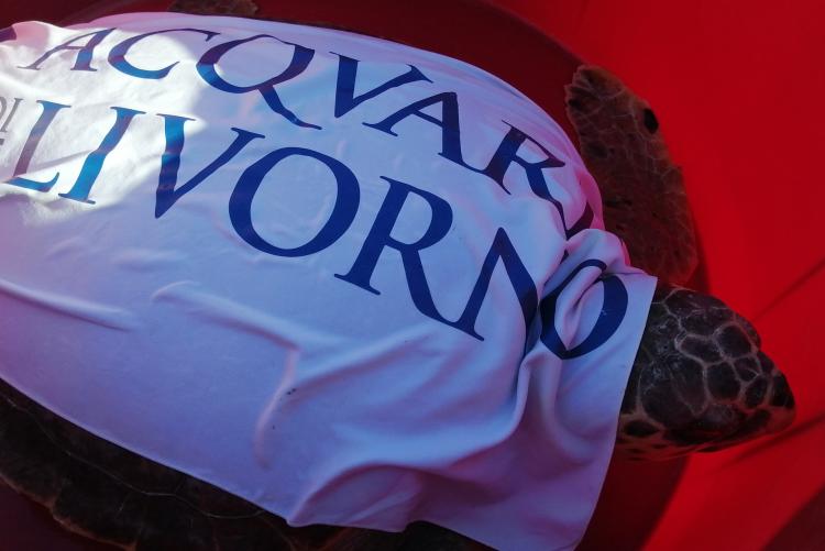 Foto della tartaruga prima del rilascio