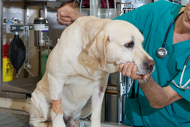 immagine di un cane dal veterinario