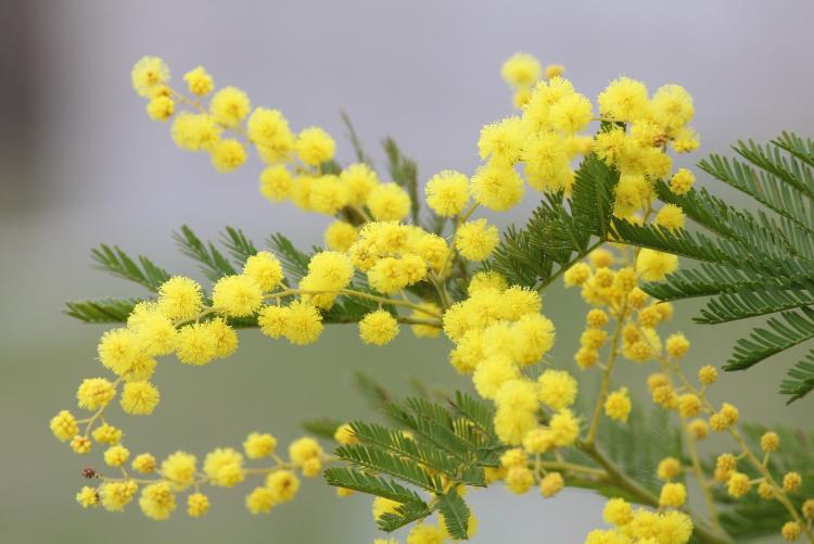 foto di un rametto di mimosa