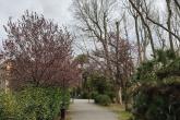 viale fiorito - parco di Villa Fabbricotti viale fiorito - parco di Villa Fabbricotti