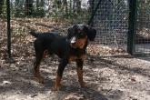 Foto del cane trovato in via delle Viole